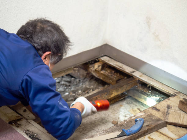 Best Professional Mold Removal  in Jefferson, MD