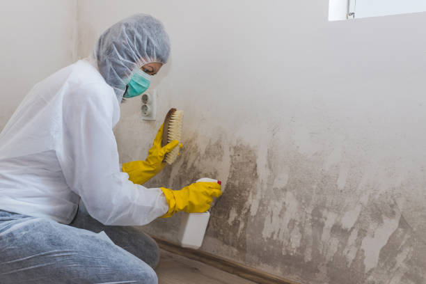 Best Certified Mold Removal  in Jefferson, MD