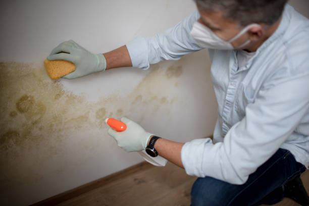 Best Affordable Mold Removal  in Jefferson, MD