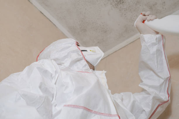 Best Black Mold Removal  in Jefferson, MD
