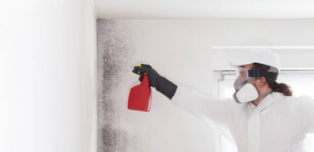 Best Local Mold Removal Service  in Jefferson, MD