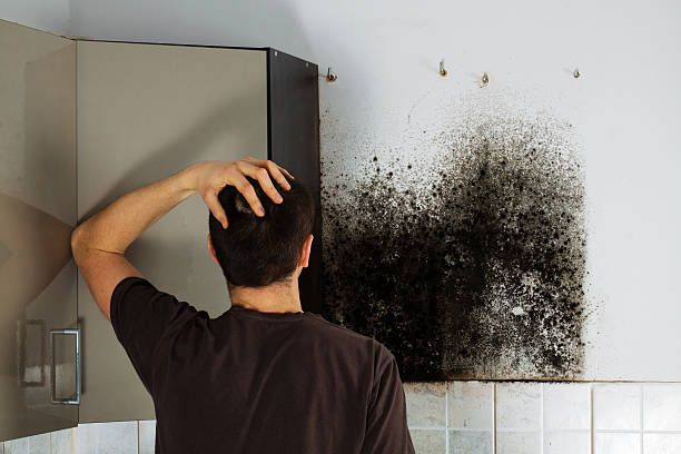 Best Mold Cleaning Services  in Jefferson, MD