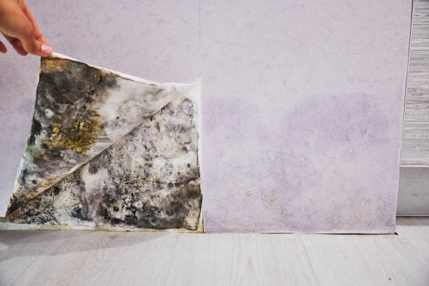 Best Affordable Mold Removal  in Jefferson, MD